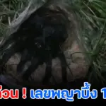 คอหวยตาโต! พญาบึ้งอ่างทอง-ปราจีนบุรี  สู้ฝนคาบเลขเด็ดให้ลุ้นงวด 1 มิ.ย. นี้
